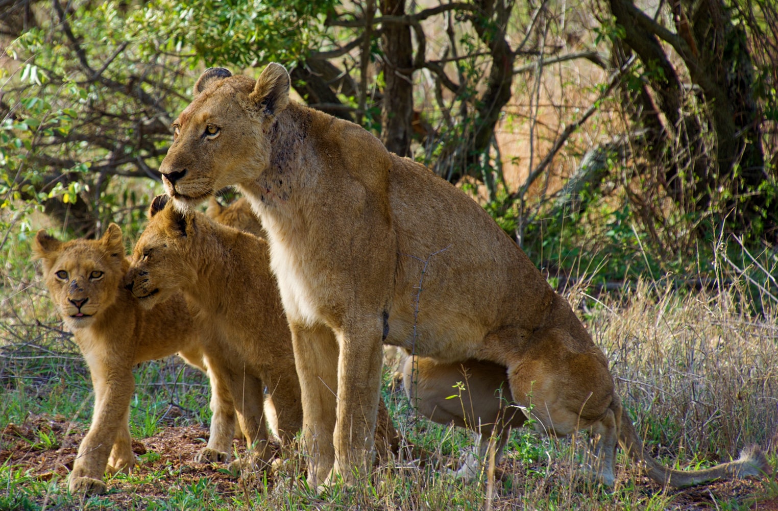 Lioness online