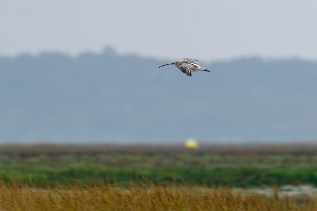 La Baie de Somme